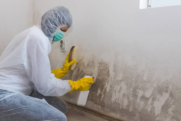 Best Asbestos and Lead Testing During Mold Inspection  in Prairie Creek, AR